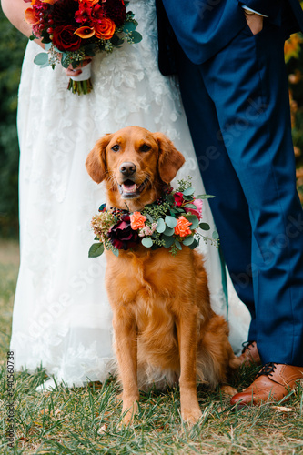 A red golden retriever wears a beautiful flower necklace and poses in front of a bride and groom