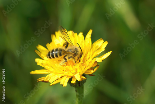 Closeup on a male Pantaloon bee  Dasypoda hirtipes sitting on a yellow flower