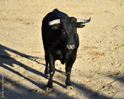 a black bull with big horns in a traditional spectacle of bullfight in spain