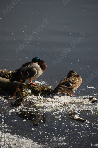 Symposium Victo Et Ses Oies 23 Octobre 2022 photo