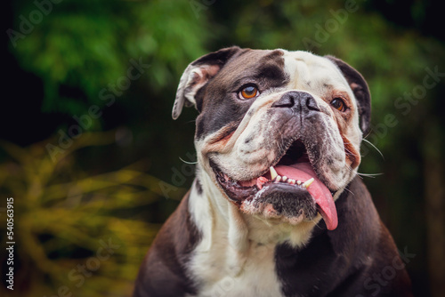 Olde English Bulldogge in nature photo