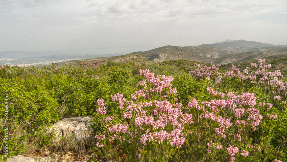 Obraz premium Erica Multiflora L. El brezo de invierno,​ o bruguera ​ (Erica multiflora) es un arbusto de la familia de las ericáceas.