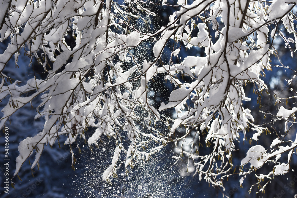 Snow falling from branches of tree covered with snow in sunlight