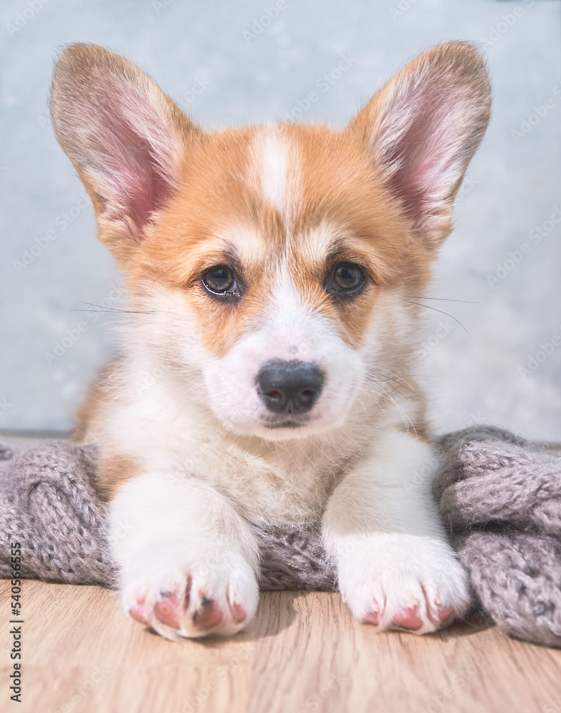 adorable little puppy welsh corgi pembroke laying on wool scarf and looking at the frame the large portrait. 2 months adorable little puppy welsh corgi pembroke laying on wool scarf and looking at the frame the large portrait. 2 months