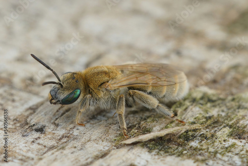 Closeup of a female of the Mealy Metallic-Furrow Bee, Vestitohalict pollinosus