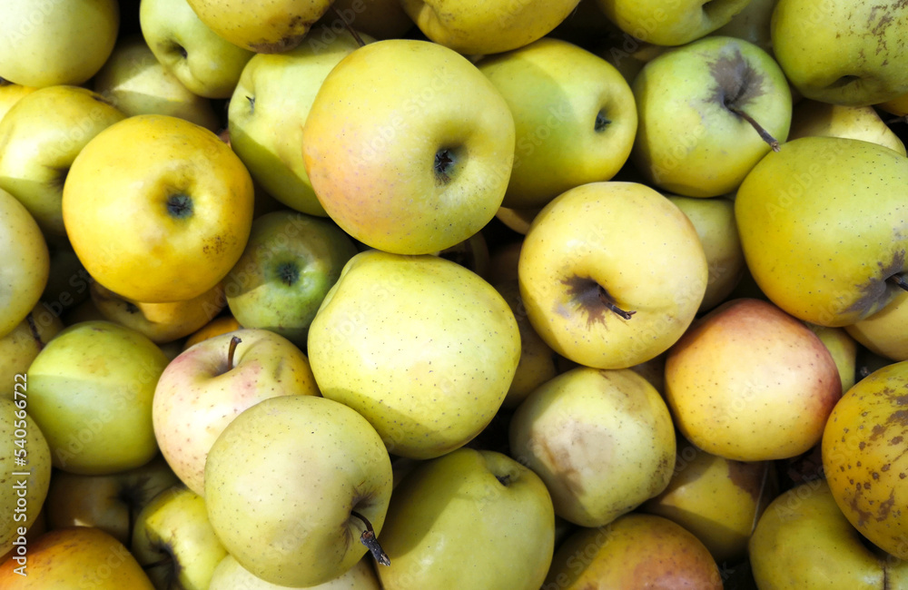 Lots of yellow-green apples. Autumn harvest of apples Lots of yellow-green apples. Autumn harvest of apples