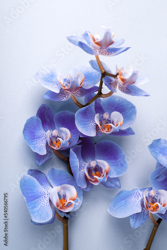 Phalaenopsis orchids on grey background. Tropical floral background.