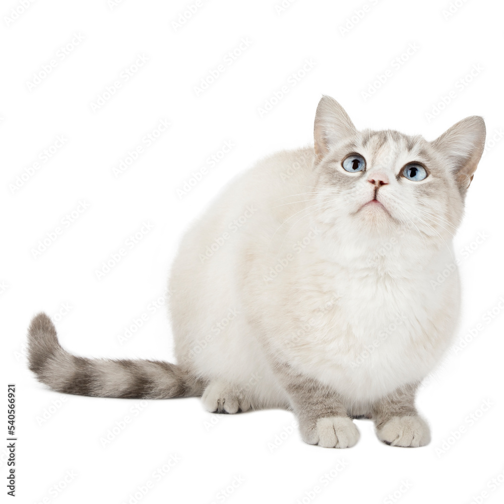 gray cat with blue eyes sits and looks up isolated