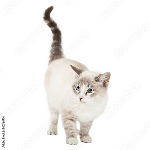 light cat with blue eyes stands and looks to the side isolated