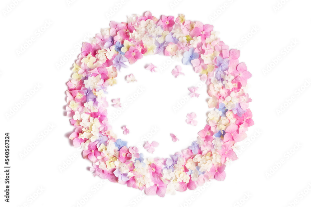 flower arrangement. Wreath of pink, blue, white hydrangea flowers isolated on white background. Flat lay, top view