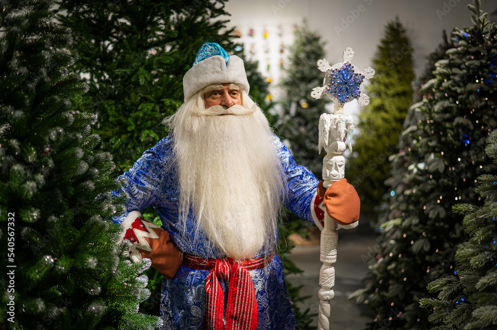 Russian Santa Claus with a staff in a store of artificial Christmas trees. 