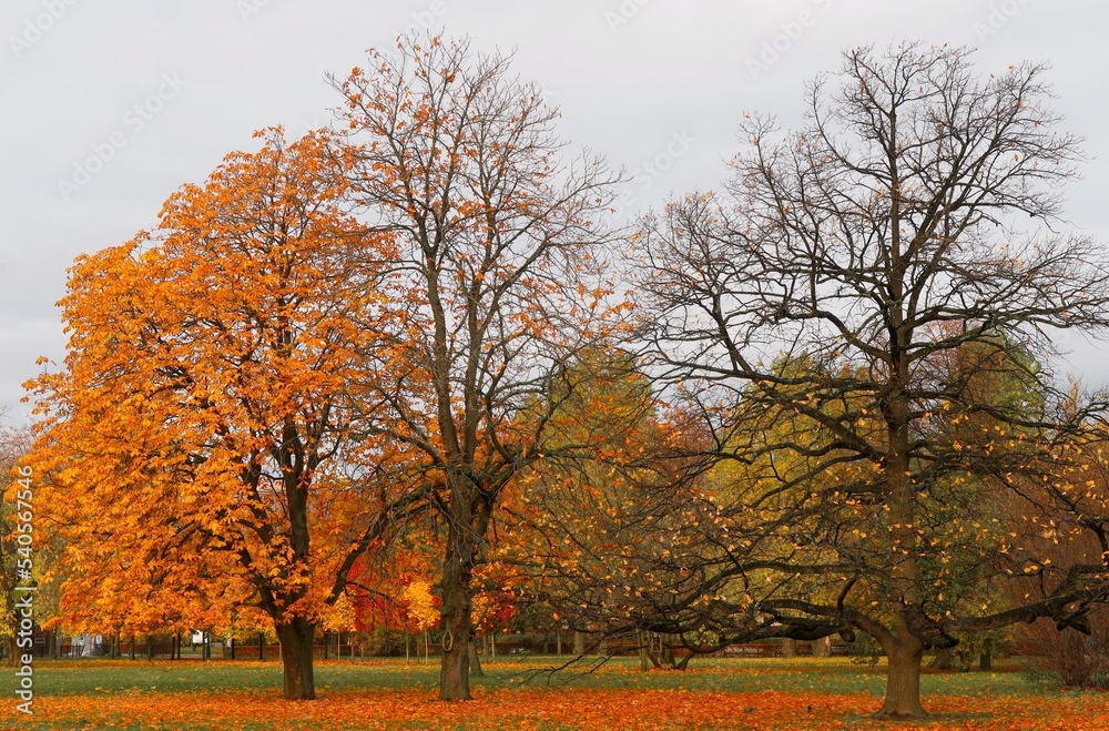 Naklejka premium autumn in the park