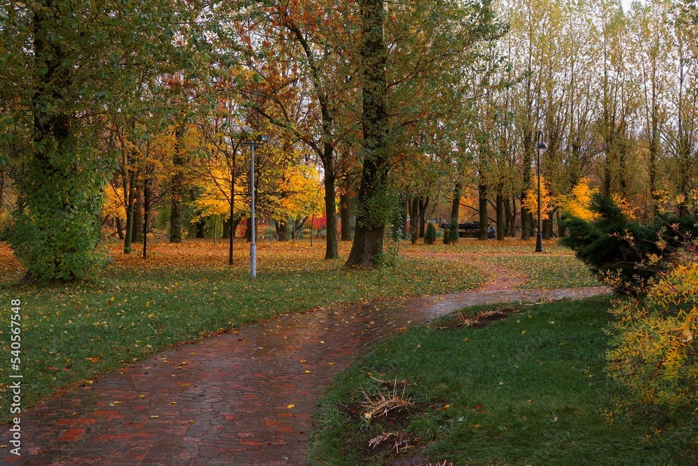 Fototapeta premium path in park