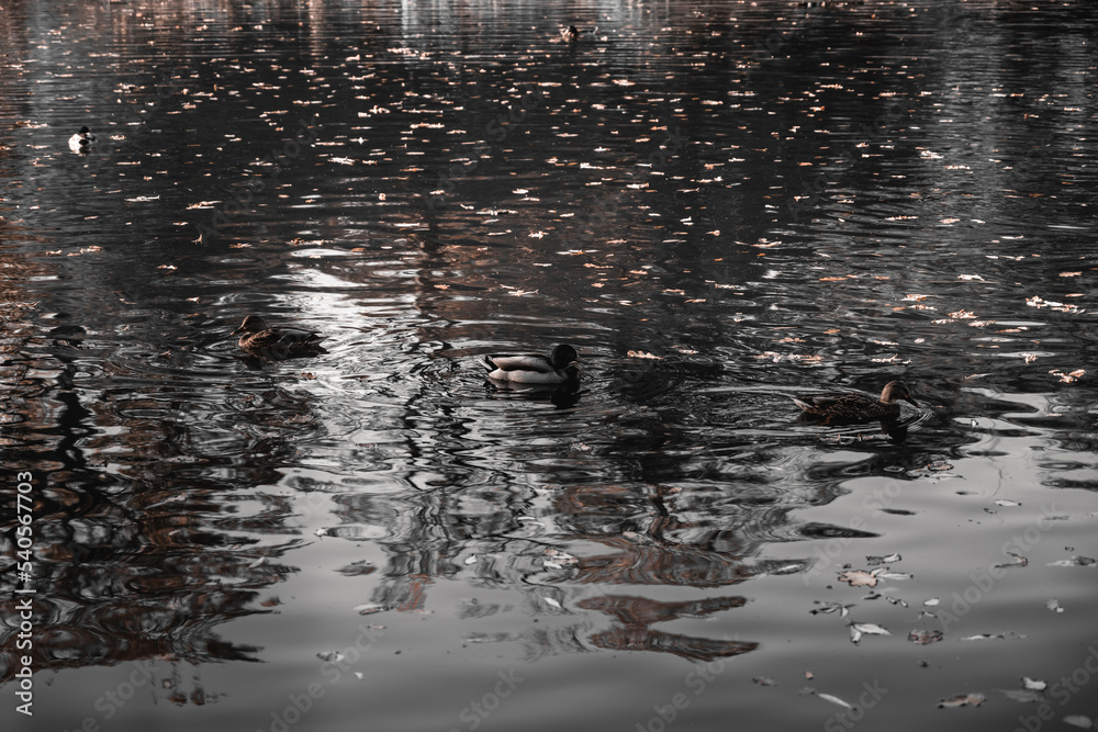 Fototapeta premium Ducks swim in the water. Skein