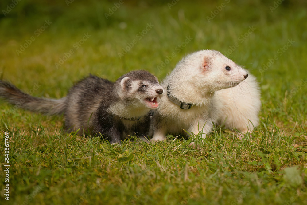 Couple of ferrets enjoying day time walk on grass meadow Couple of ferrets enjoying day time walk on grass meadow