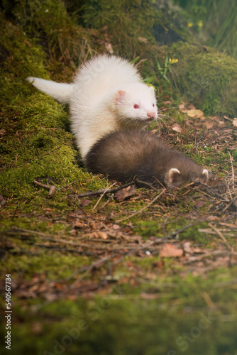 Ferret baby fighting with sibling in summer forest on moss
