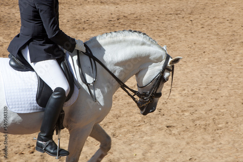 Purebred Spanish Horses exhibition photo