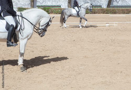 Purebred Spanish Horses exhibition © WH_Pics