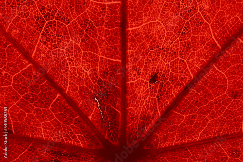 Red maple leaf with details. Autumn leaves in close-up. Natural background.