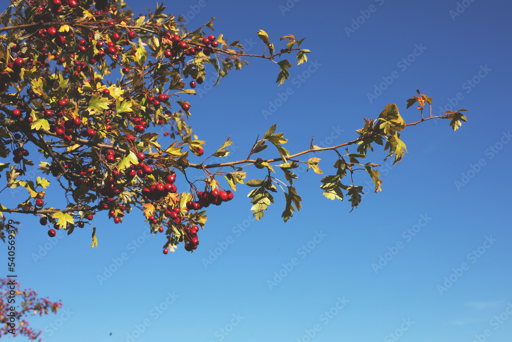Hawthorn bush on a sunny day.Autumn season. Hawthorn bush on a sunny day.Autumn season.