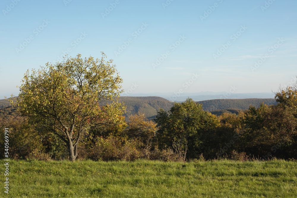Green meadow on a sunny day in autumn.Colorful trees in background. Green meadow on a sunny day in autumn.Colorful trees in background.