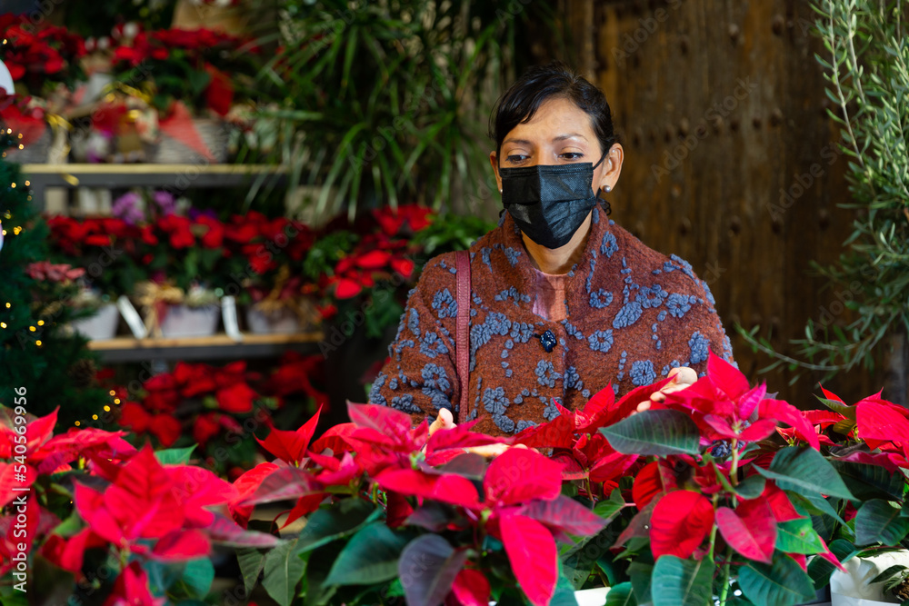 Latino american woman in mask buying christmas flower poinsettia foliage at floral shop