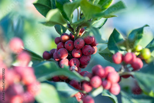Ilex opaca, the American holly, is a species of holly, native to the United States. Close up on a branch full of ripe fruit.