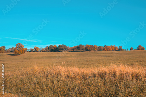 Green meadow on a sunny day in autumn.Colorful trees in background.