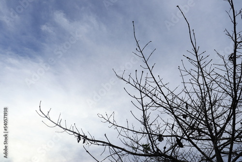 The silhouette of a tree without leaves on the background of a light sky with clouds