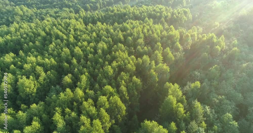 4K top view  above aerial green summer foggy forest , morning dawn