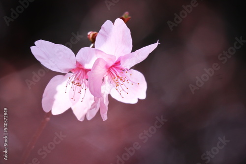 春の光を浴びる桜