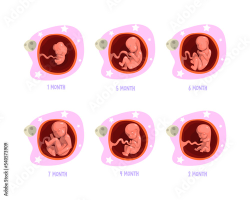 Process of Fetal Development or Embryological Stage Vector Set