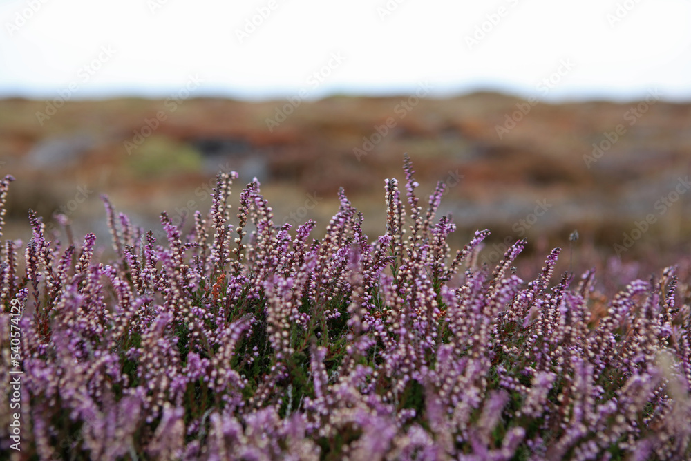 Obraz premium Heathers on Pointe du Raz, Brittany, France 