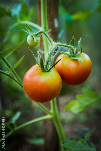 Pied de tomates dans le potager avec tuteur en bois