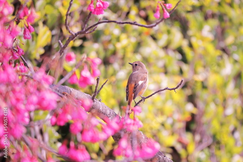 桜の枝にとまっている野鳥のジョウビタキ