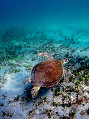 Crédence de cuisine  hawksbill sea turtle swimming in ocean with coral reef  © Matthew Tighe
