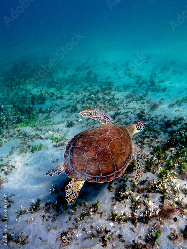 hawksbill sea turtle swimming in ocean with coral reef