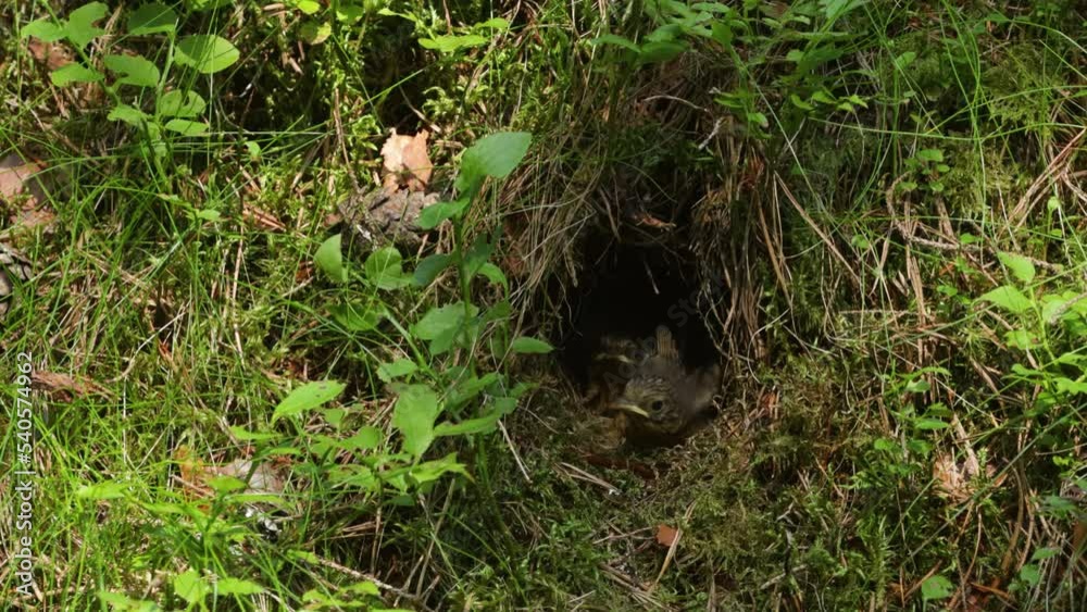 Songbird European robin feeding chicks in a well hidden nest on forest floor in Estonia Songbird European robin feeding chicks in a well hidden nest on forest floor in Estonia