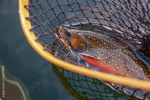 Fotografie Beautiful male brook trout in spawning colors in vintage wooden net