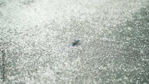 コンクリートの上にいるハンミョウの虫 photo