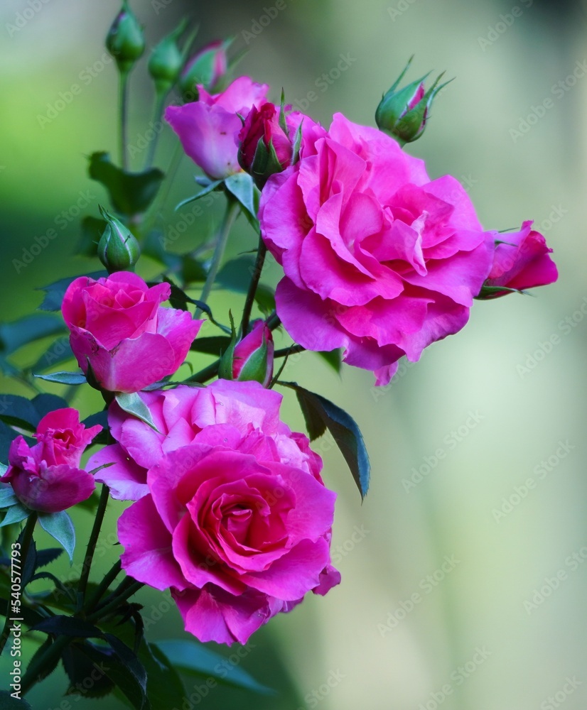 Fototapeta premium 美しい薔薇の花