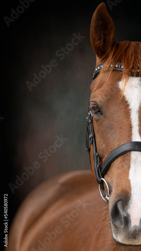 Close up portrait of a stunning horse eye wearing bridle on a textured painterly backdrop