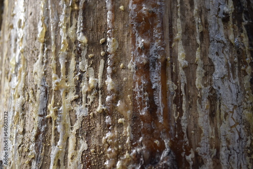 Tree bark texture with resin