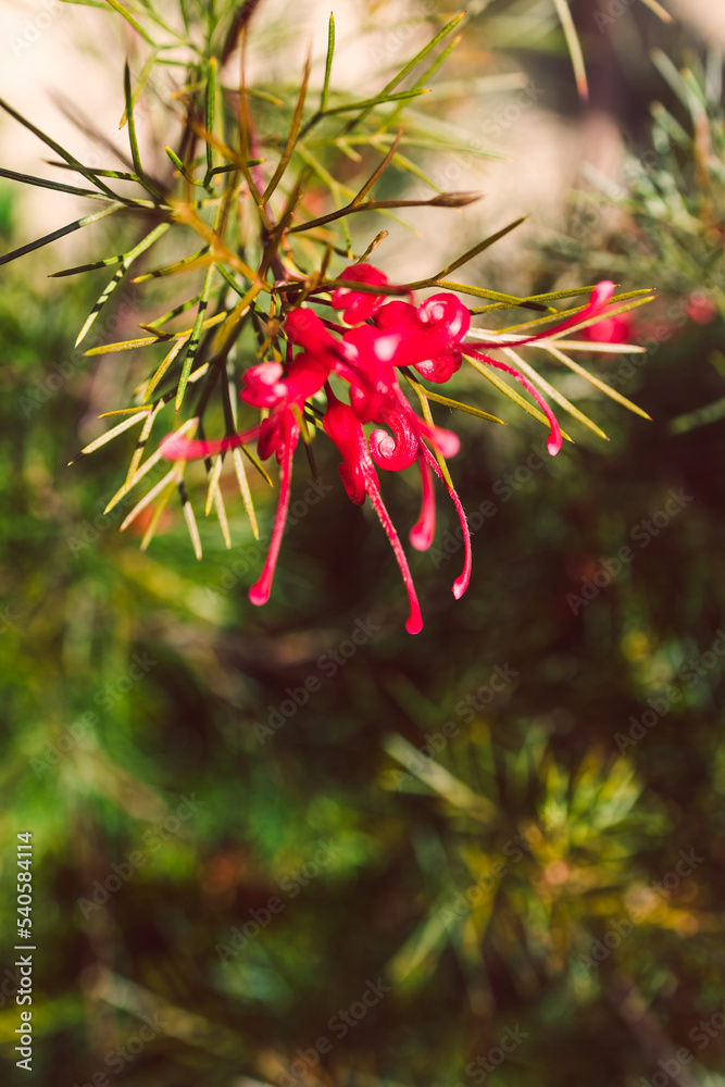 native Australian red grevillea Bon Accord plant in beautiful tropical backyard at shallow depth of field native Australian red grevillea Bon Accord plant in beautiful tropical backyard at shallow depth of field