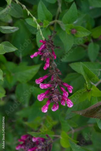 Sage. Closeup view of Salvia involucrata, also known as Roseleaf sage, pink flower blooming in the garden in spring. photo