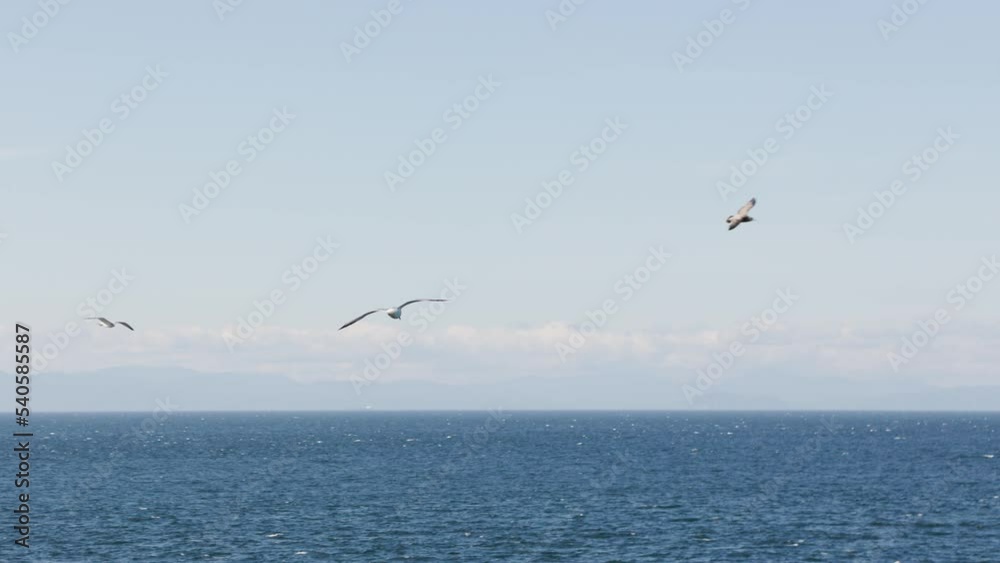 Seagulls flying near the ocean at sunset, coastal, Vancouver Island, birds, sunset sky, sunset ocean. 4K 24FPS. Seagulls flying near the ocean at sunset, coastal, Vancouver Island, birds, sunset sky, sunset ocean. 4K 24FPS.