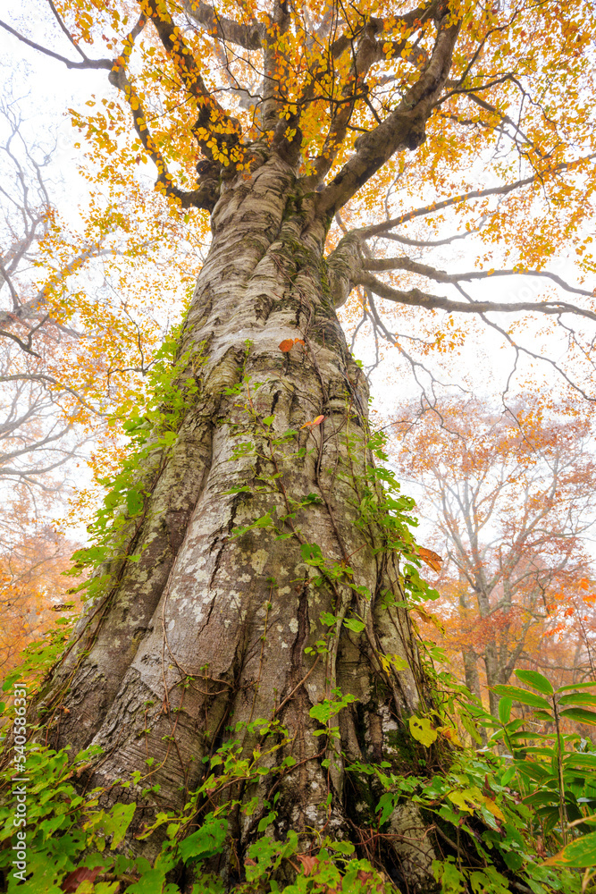 Obraz premium tree in autumn