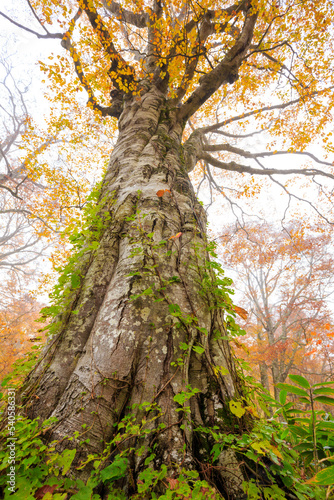 tree in autumn