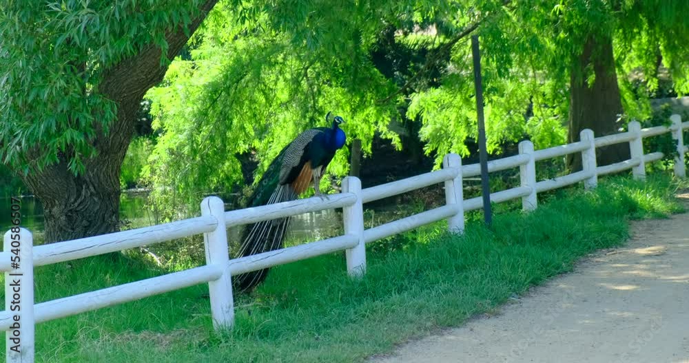A real peacock sitting on a tree with an open feathers. peacock sitting in a bench of an urban park. beautiful male peacock with multi colored tail sits on a wooden fence in the park