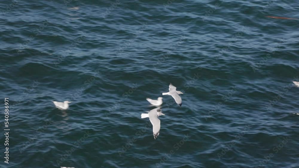 Seagulls flying near the ocean at sunset, coastal, Vancouver Island, birds, sunset sky, sunset ocean. 4K 24FPS. Seagulls flying near the ocean at sunset, coastal, Vancouver Island, birds, sunset sky, sunset ocean. 4K 24FPS.